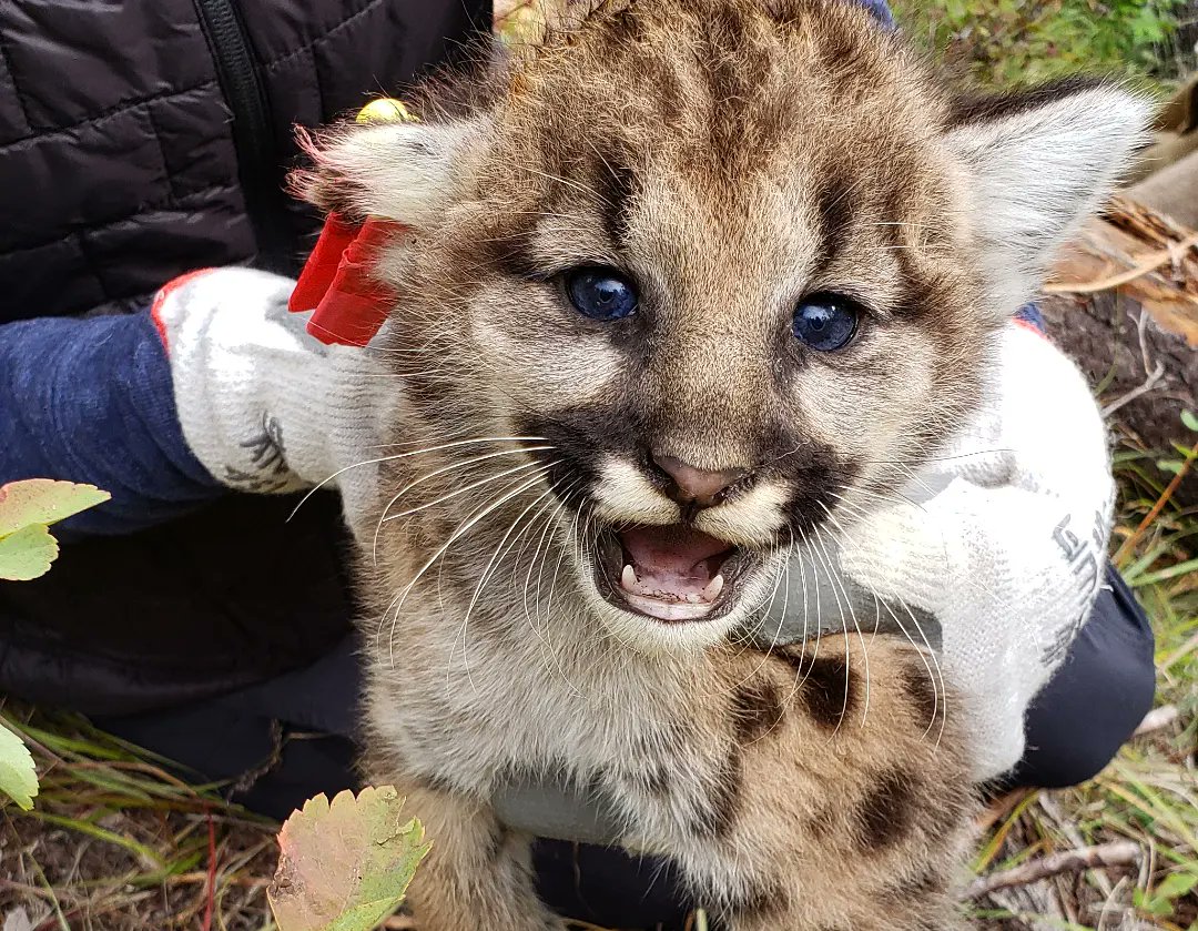 Nature_Darling's tweet photo. After being duped by mama cougar C8 on Monday when she moved to a new den just hours before we arrived, we successfully tagged her litter of 3 female kittens yesterday. Meet Pumpkin, Spice, and Latté! They are the 3rd documented litter of C8 on #SBCcougars #WiRElab https://t.co/gncfZDdBTQ