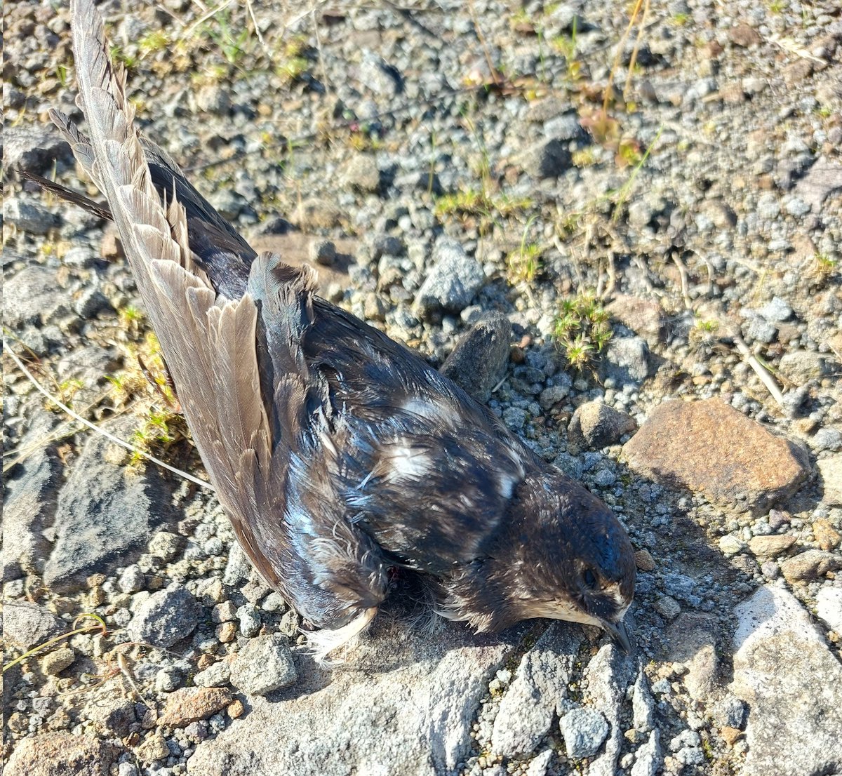 This young swallow is a wind turbine casualty I found today. Happily, lots of others were taking advantage of the good weather to forage. Wonder what the wind energy expansion, especially offshore, will mean for annual migrations? #birds #wildlife