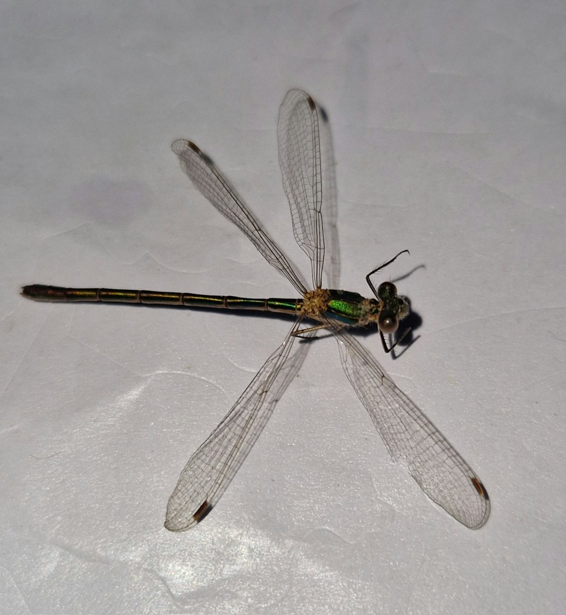 A lovely Emerald Damselfly specimen found in my conservatory this evening... unfortunately it had already gone to Damselfly heaven...