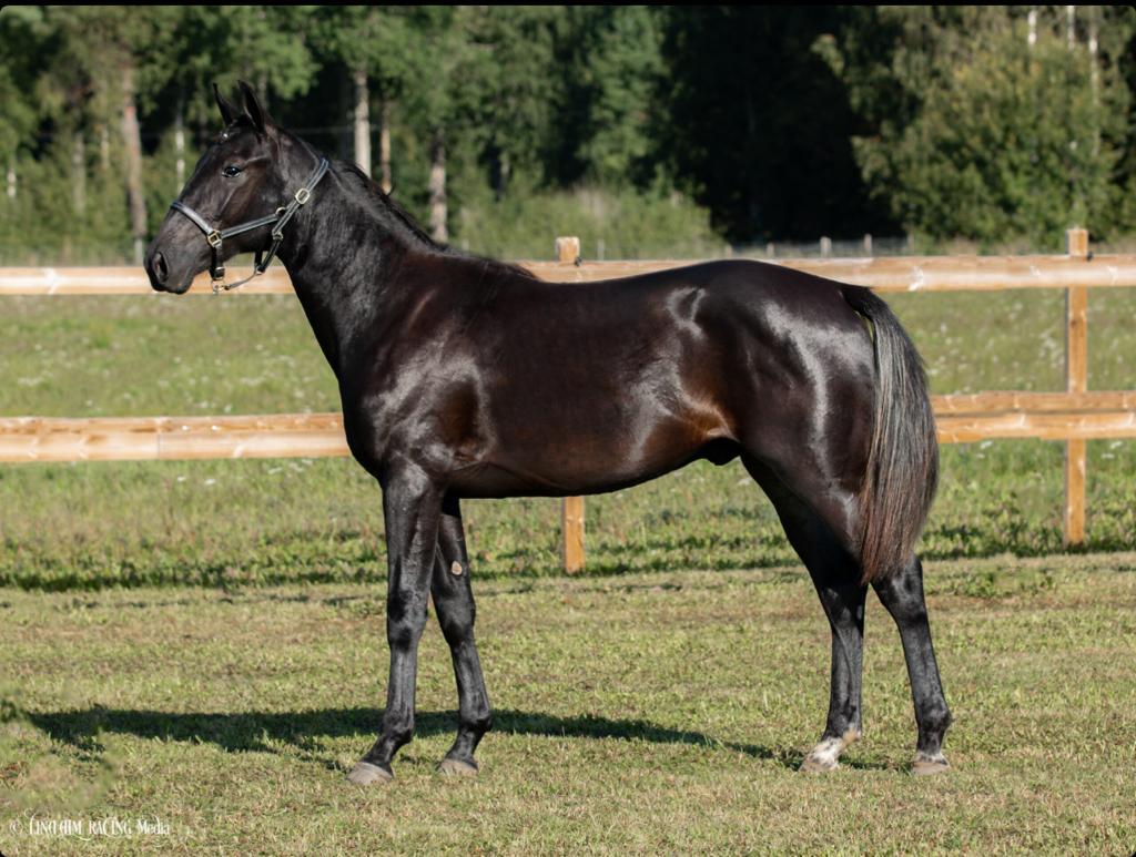 Anders Svanstedt tweet media