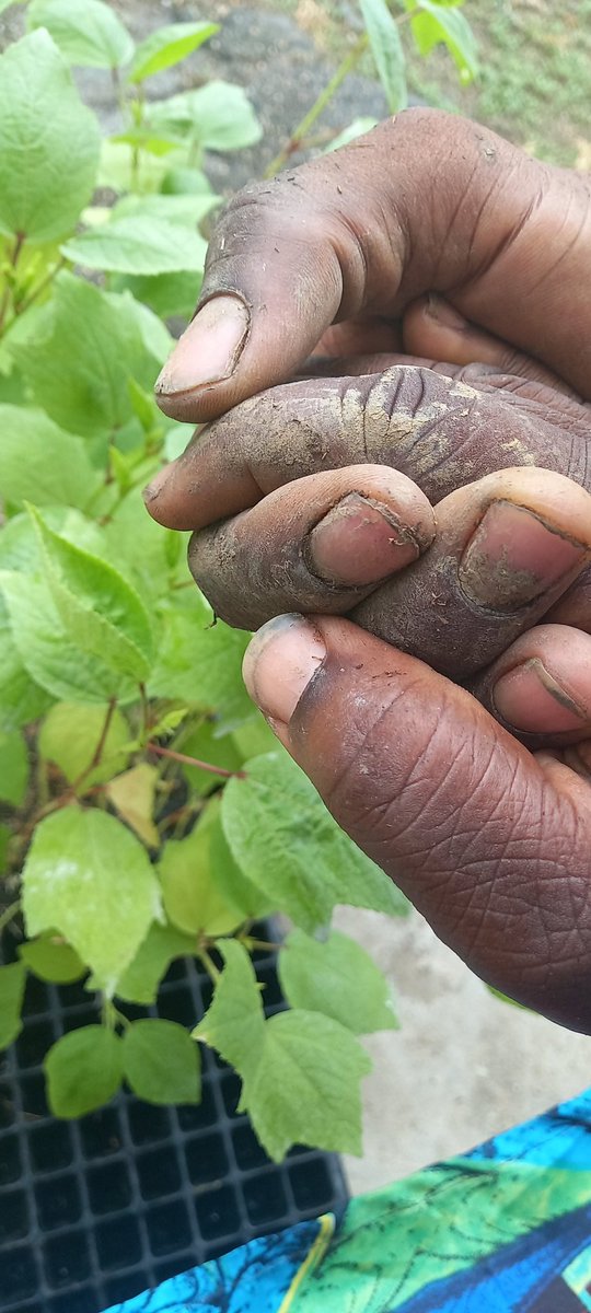 LSEP868's tweet photo. Many persons don't know that aside from doing seedlings we farm ourselves and we love it. This is an appreciation post for all farmers alike. We love and appreciate you all. @ms_dlou @Mr_Nynytt #pepperboss #BuildingAgriculturewithQuality https://t.co/fecdgamWaH