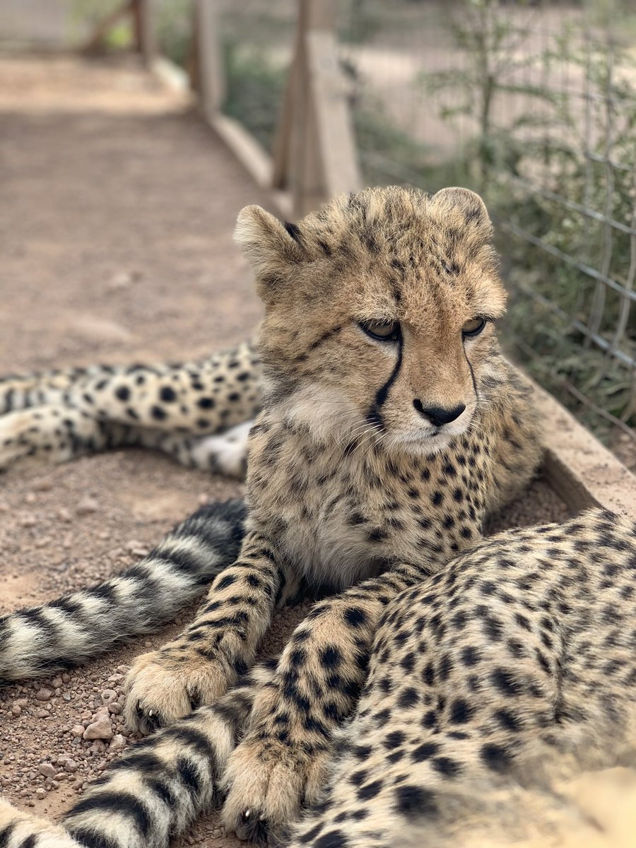 Chris Weigold tweet media