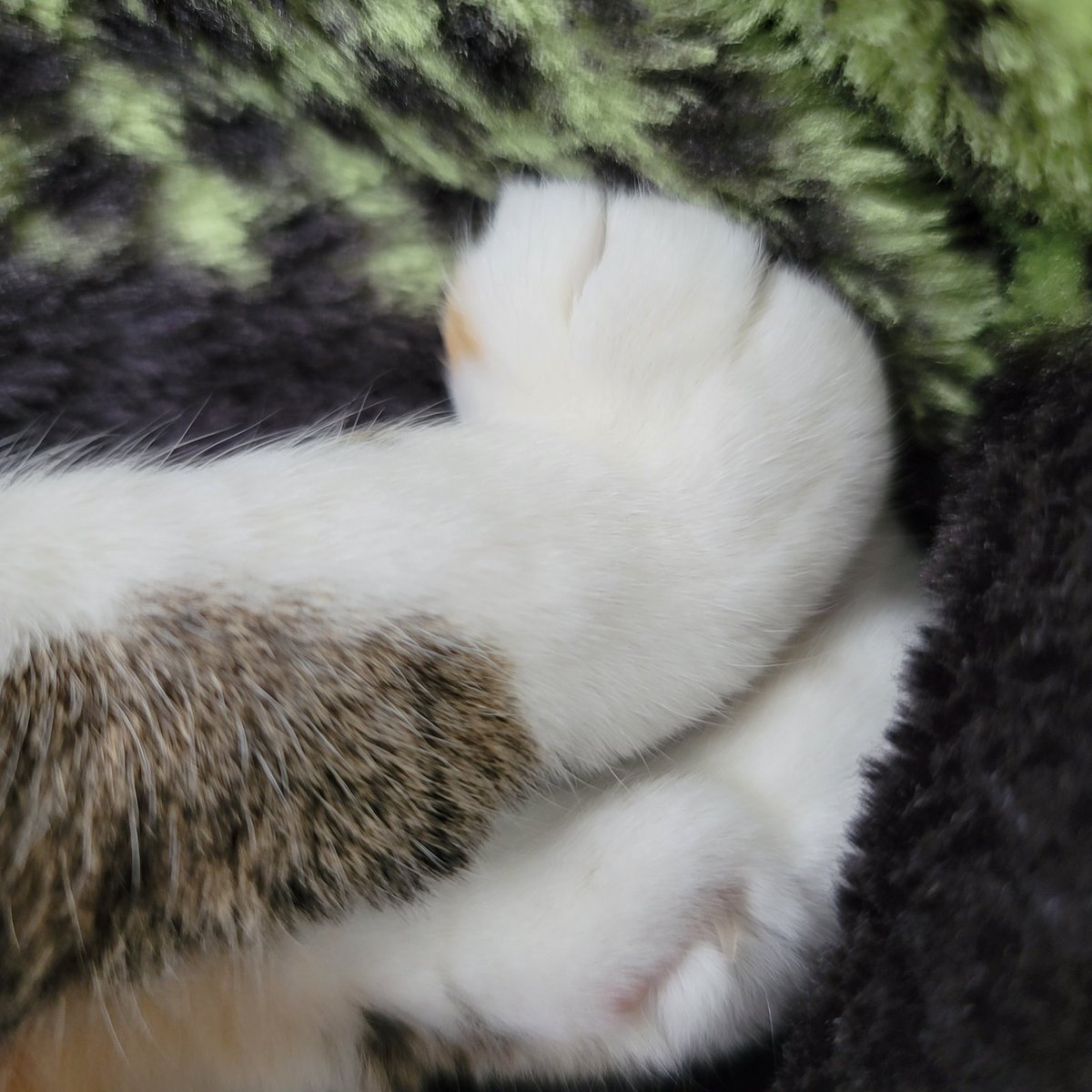 KimmyWanders's tweet photo. #KittyPaws #Caturday https://t.co/AxgDpQYG5Y