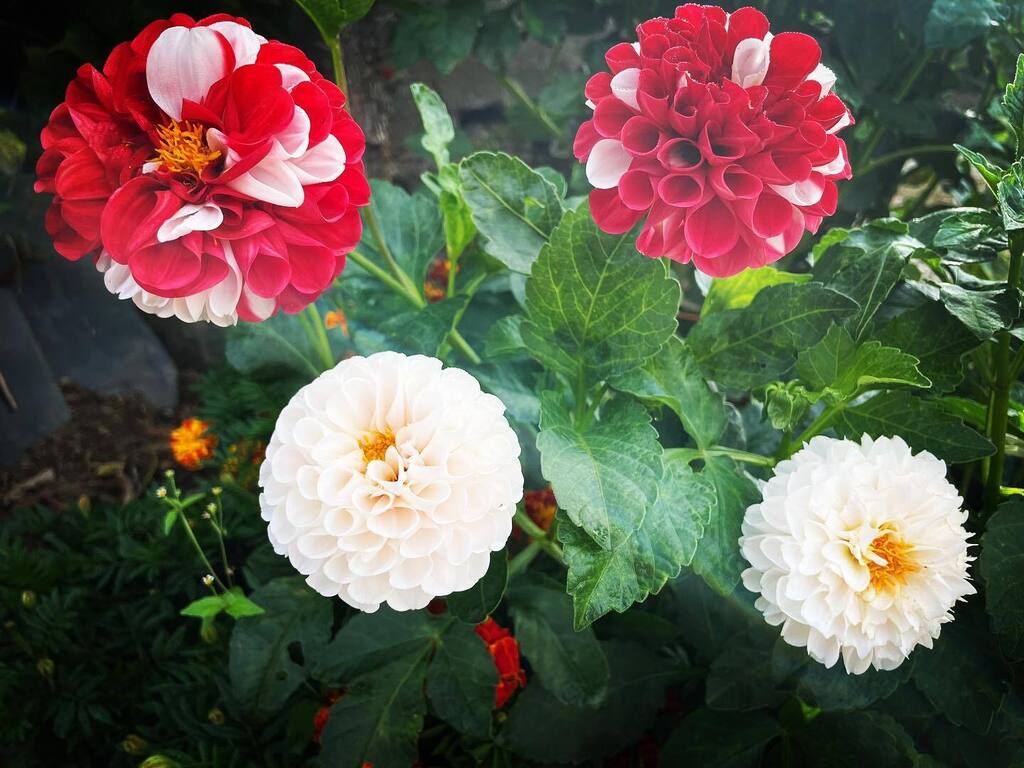 XO53LF's tweet photo. Flores de miña nai. #floresnaturais#floresnaturales#flower_perfection#flowers https://t.co/52ZgggbkRK https://t.co/neR7ycwVi8