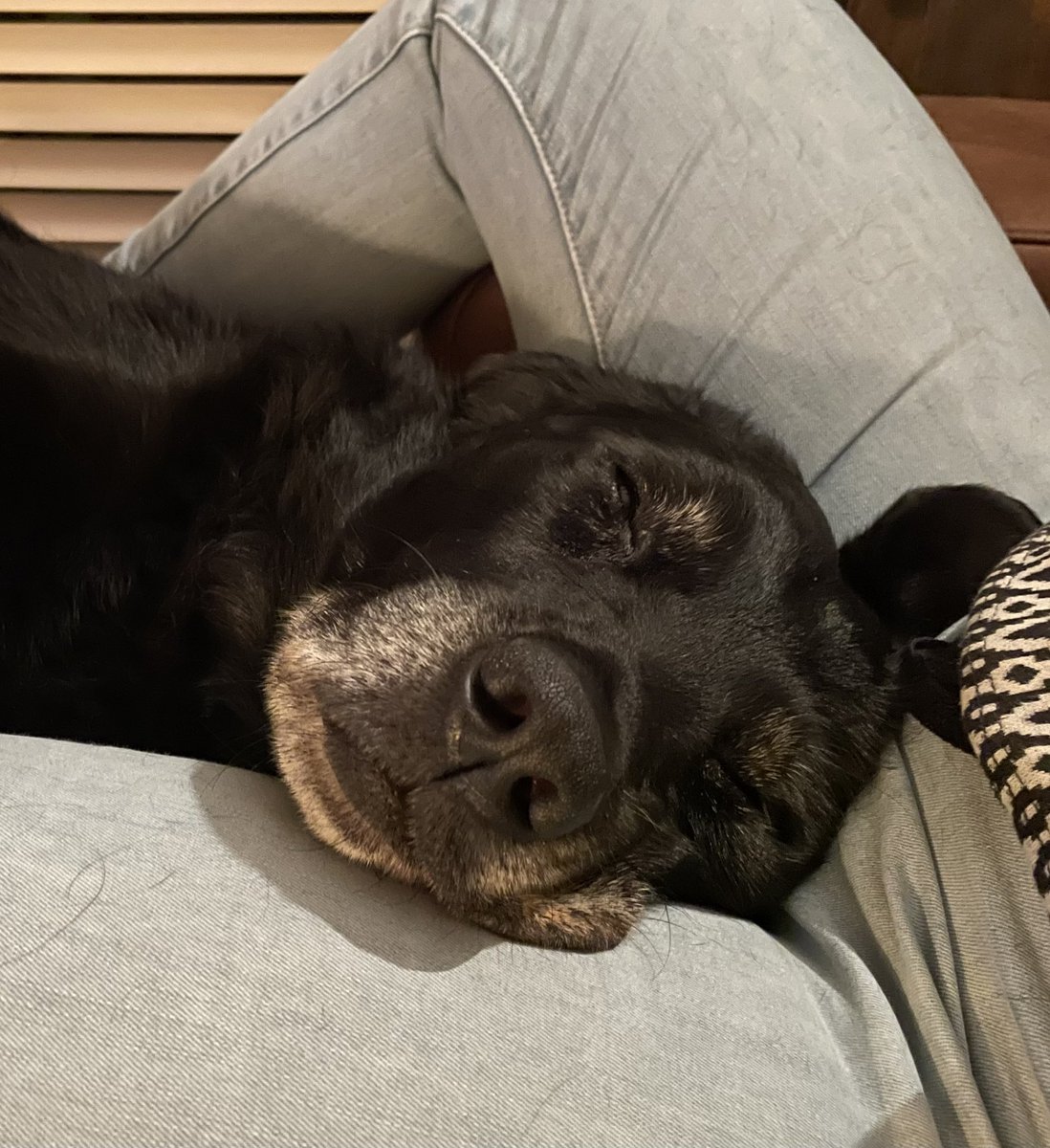 Dit is toch schattig! 🥰 Onze lieve Beertje heerlijk aan het slapen 💤