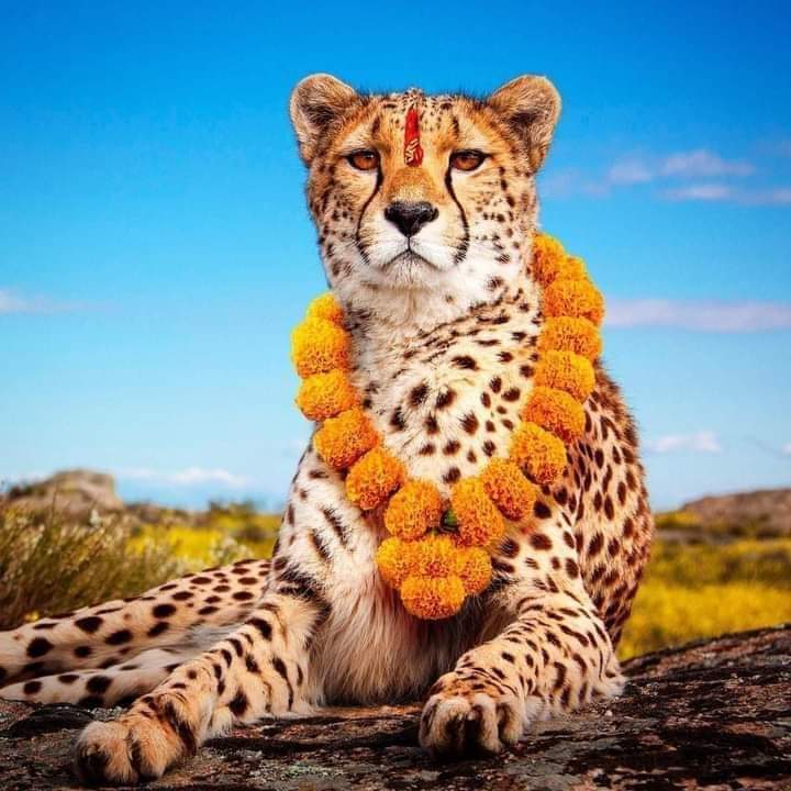 kartiksrocks's tweet photo. माननीय चीता जी का स्वागत एवं अभिनन्दन।। 😂😂 #CheetahinIndia #CheetahReturns #CheetahsAreBack https://t.co/Ck8k3F6I9X