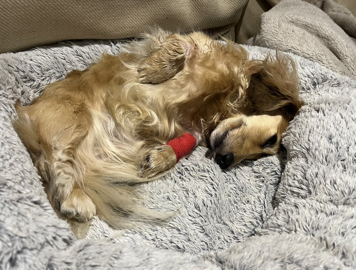 HuxandRosa's tweet photo. It’s been a tough week for Mama’s best boy.A dental that resulted in 3.5 hrs of surgery, a slow come round from GA & not many gnashers left. mama got told off despite the sonic brush, plaque off and multiple toothpastes .. but upside I’m getting spoilt rotten #poorpup #onthemend https://t.co/4t1M9ziKxE