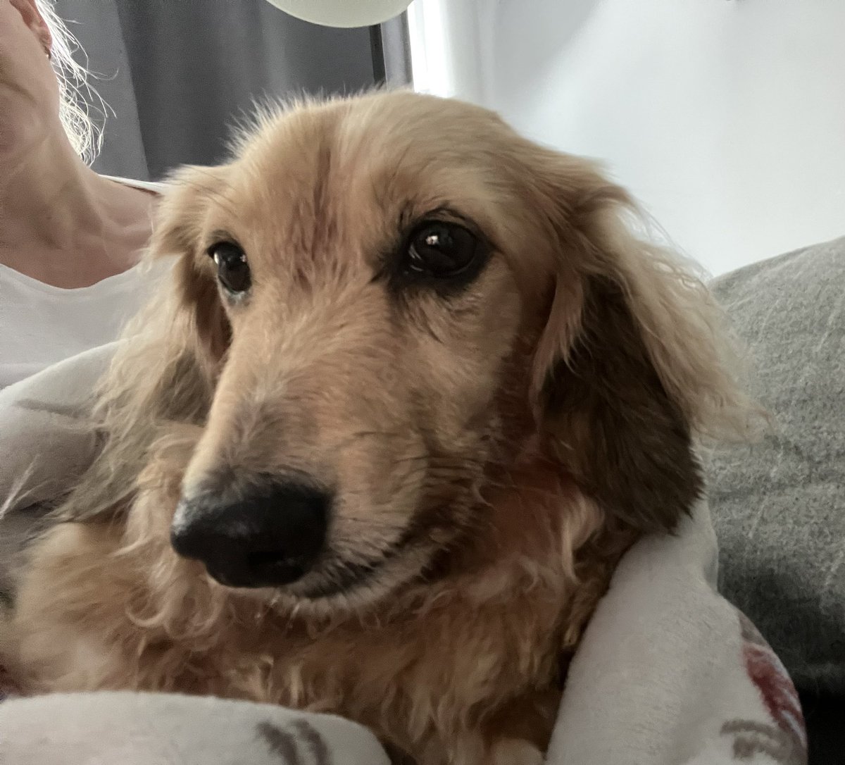 HuxandRosa's tweet photo. It’s been a tough week for Mama’s best boy.A dental that resulted in 3.5 hrs of surgery, a slow come round from GA & not many gnashers left. mama got told off despite the sonic brush, plaque off and multiple toothpastes .. but upside I’m getting spoilt rotten #poorpup #onthemend https://t.co/4t1M9ziKxE