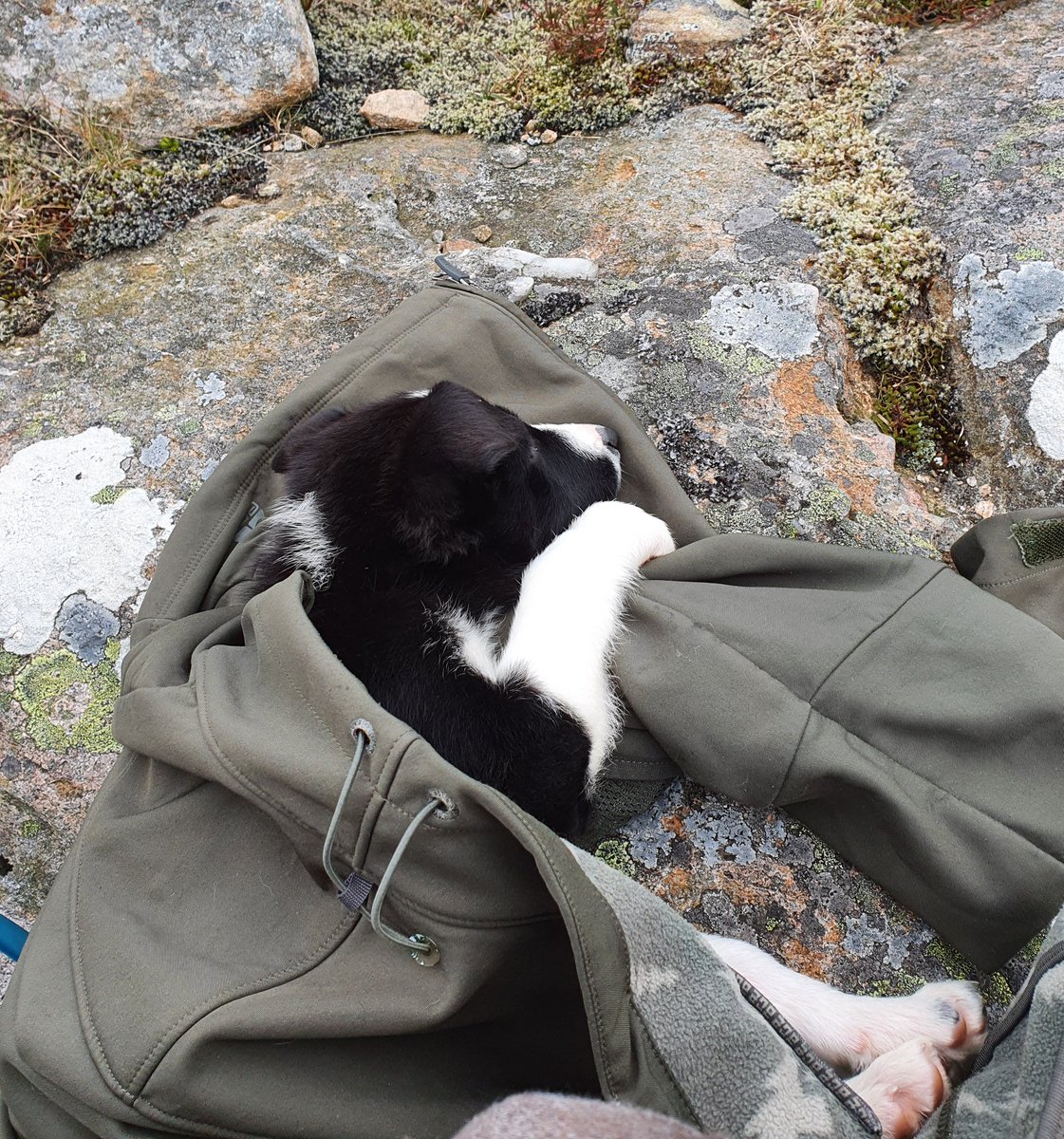 Deer diary: Trying to savour my last week of data collection for my PhD but it's just too cold.