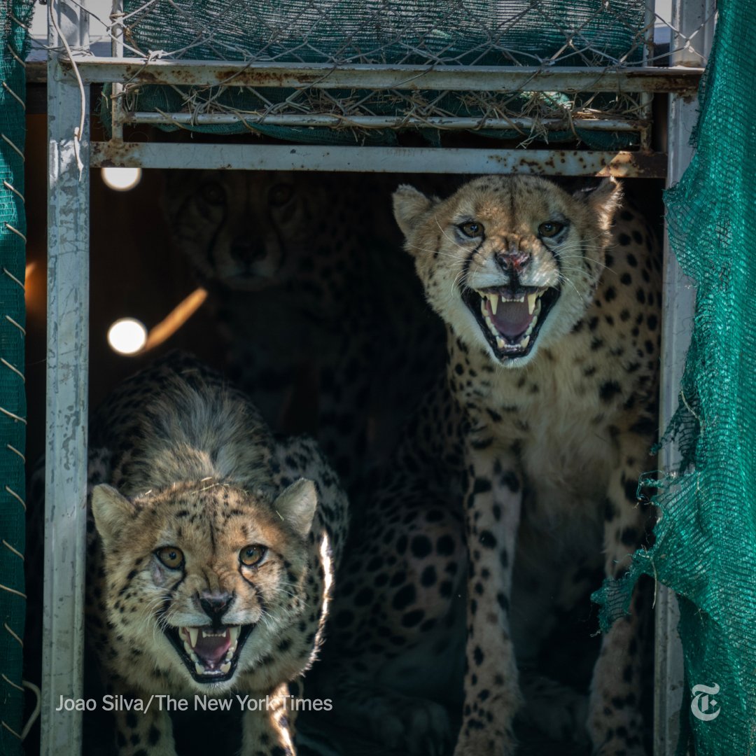 Cheetahs once prowled India, but they have been gone for 75 years — the entirety of India's existence as an independent nation. That changed on Saturday, when eight cheetahs arrived from Africa, initiating a great untried experiment for the world. nyti.ms/3qKaDcX