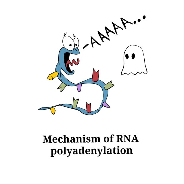 Polyadenylation mechanism explained 😁