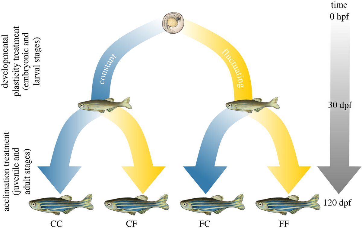 RSocPublishing's tweet photo. Differential reproductive plasticity under thermal variability in a freshwater #fish #DevelopmentalPlasticity @ducbobo: https://t.co/S7VPxqBqpz #Physiology #ProcB https://t.co/znitdeFo1d
