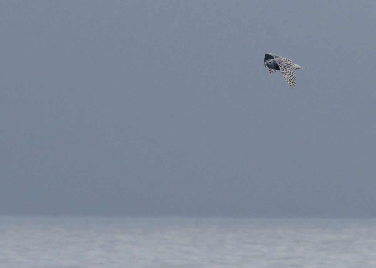 DanBrownNature's tweet photo. Yesterday we witnessed a phenomenal migration of Snowy Owls with at least 17 past the ship &amp; 15+ counted on land as we transited Queen Maude Gulf in Arctic Canada. Birds we congregating on S tip of Jenny Lind Island before heading south  #Migration #VisMig https://t.co/qJYajmbpPZ