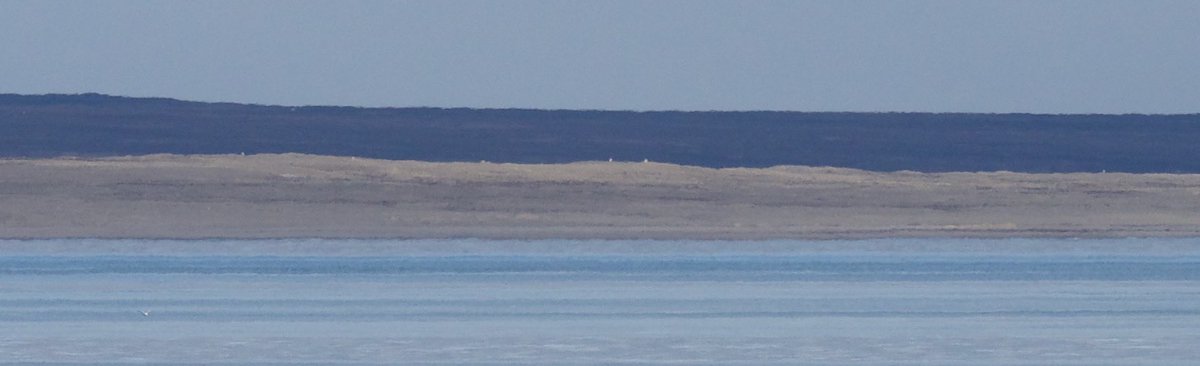 DanBrownNature's tweet photo. Yesterday we witnessed a phenomenal migration of Snowy Owls with at least 17 past the ship &amp; 15+ counted on land as we transited Queen Maude Gulf in Arctic Canada. Birds we congregating on S tip of Jenny Lind Island before heading south  #Migration #VisMig https://t.co/qJYajmbpPZ