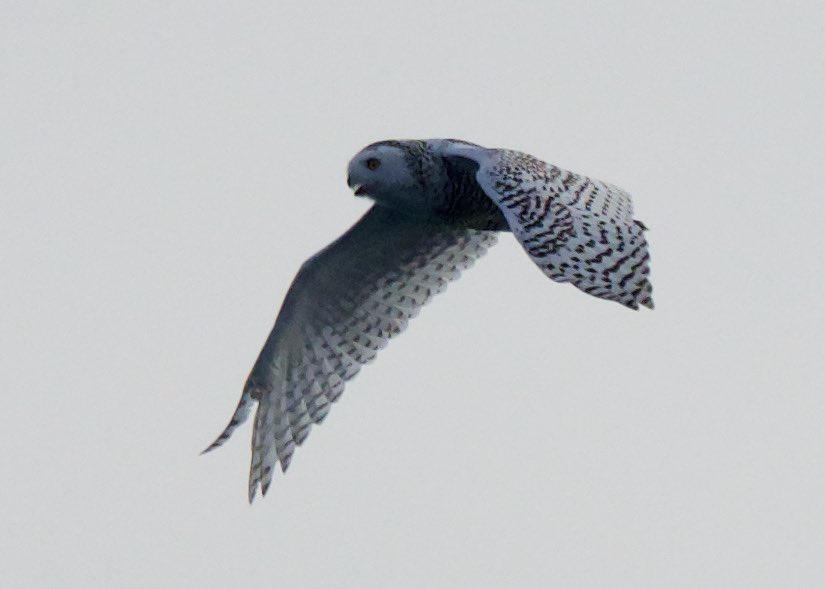 DanBrownNature's tweet photo. Yesterday we witnessed a phenomenal migration of Snowy Owls with at least 17 past the ship &amp; 15+ counted on land as we transited Queen Maude Gulf in Arctic Canada. Birds we congregating on S tip of Jenny Lind Island before heading south  #Migration #VisMig https://t.co/qJYajmbpPZ