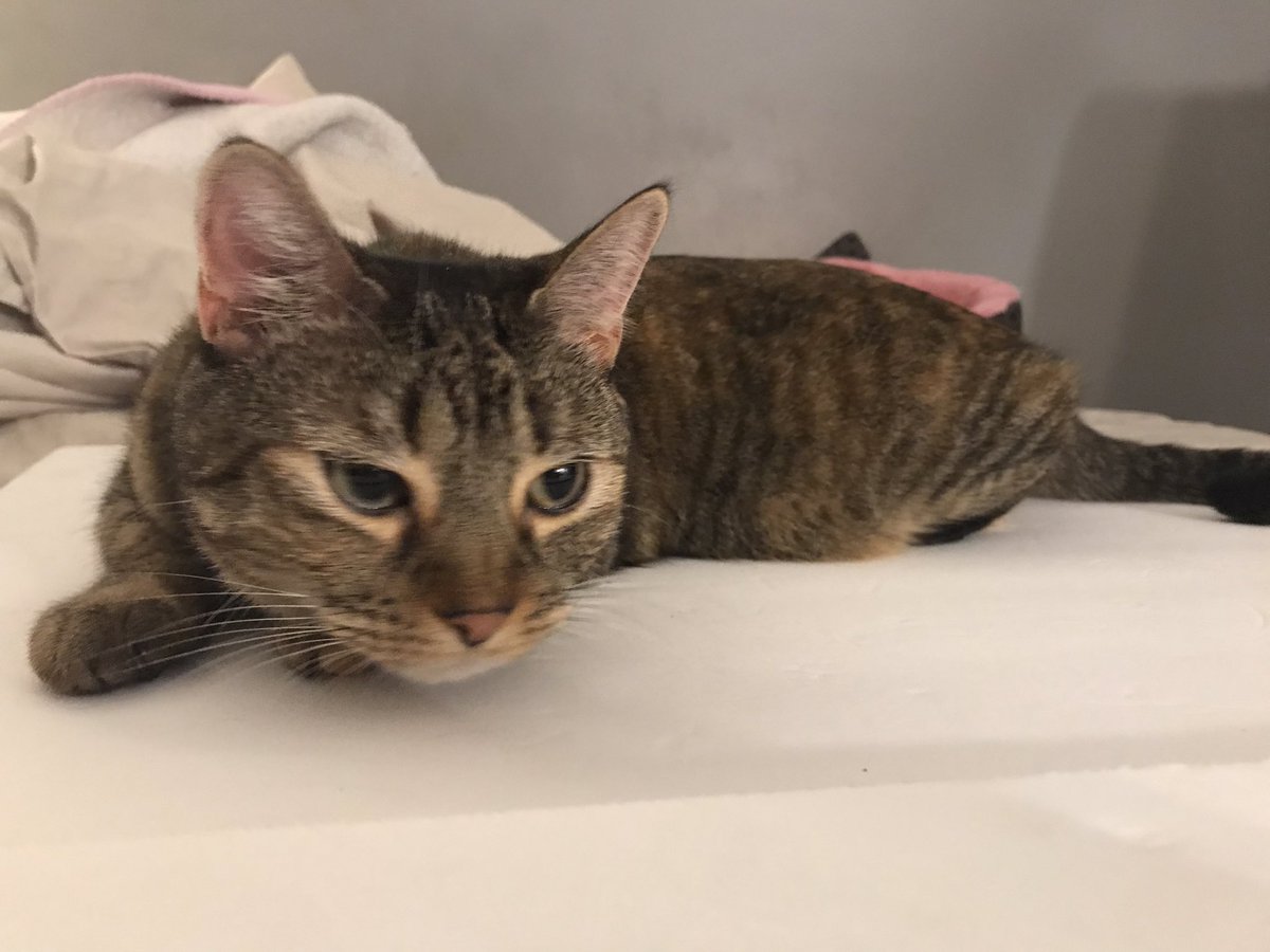 DivinaStavola's tweet photo. It’s #Caturday so let’s celebrate the adorable #CatsofTwittter and all over the world! #AdoptDontShop #SimbaCile #Bengal #MixedBreed #ClearTheShelters #TNR #SpayAndNeuter @PickliciousF @rickygervais https://t.co/bH0XvsH4gZ