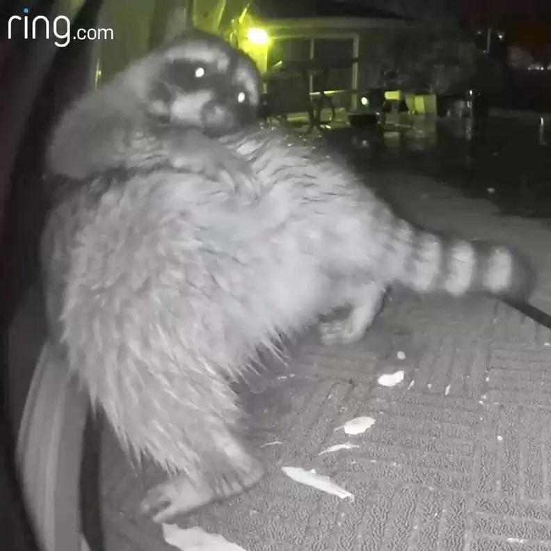 ehsraf's tweet image. me the next day to the ring cam