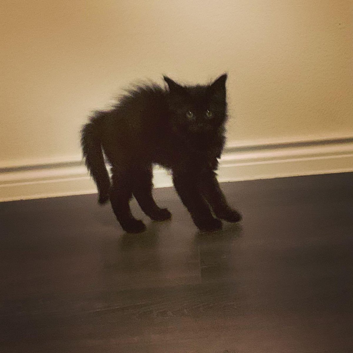 Baby Broly🖤🖤 the cutest spook around!🖤🖤