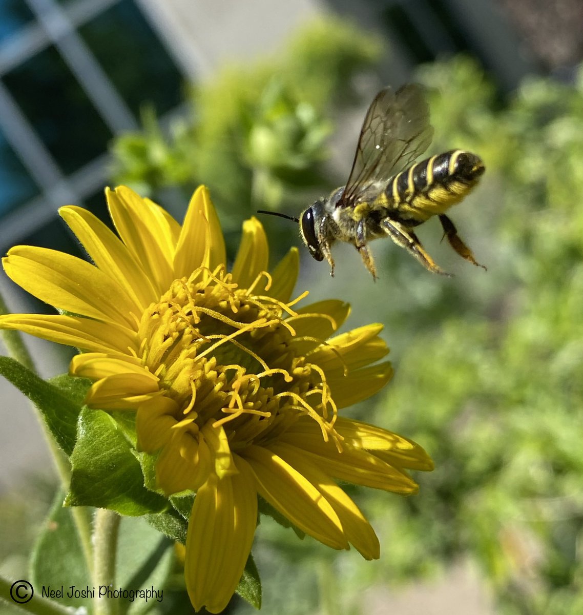 Flying towards a newly opened flower- rich in nectar & pollen. #NativeBee #Pollinator #Flower #PhotoOfTheDay #photography #Bee