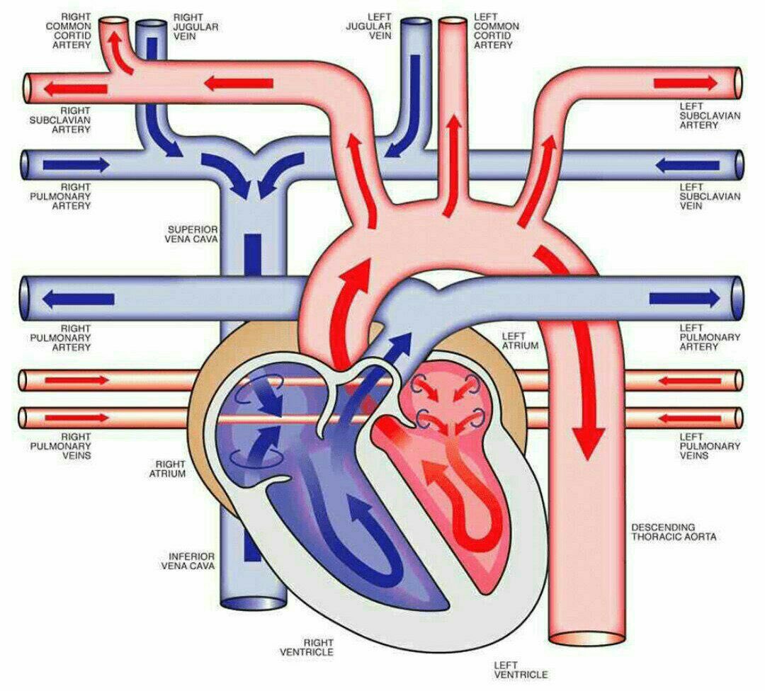 When did my weekends get this wild 🫀😂#cardiotwitter #cardiorespiratory  #cardiacbloodflow #ecg #cardiacrevision