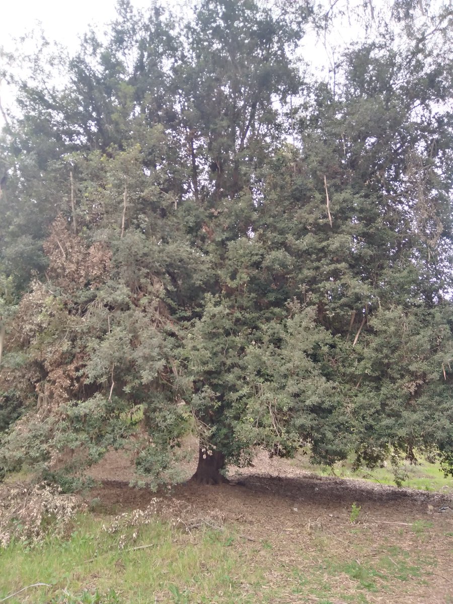 Andretiso's tweet photo. Bello el #ParqueColl en @laserena_4, pero un poco abandonado, @jacob_LaSerena @Maisa_Rojas https://t.co/Z4ovvSREpy