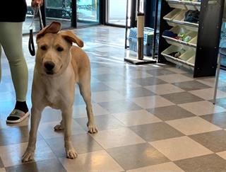 PetfindToronto's tweet photo. #KEELE #SHEPPARD Pls RT2unite #FOUND #DOG- 9-15 #Toronto Animal Services A929660 #NORTH 416-338-8723 YELLOW #LABRADOR RETR F/?Age https://t.co/H6HlQeWP3X