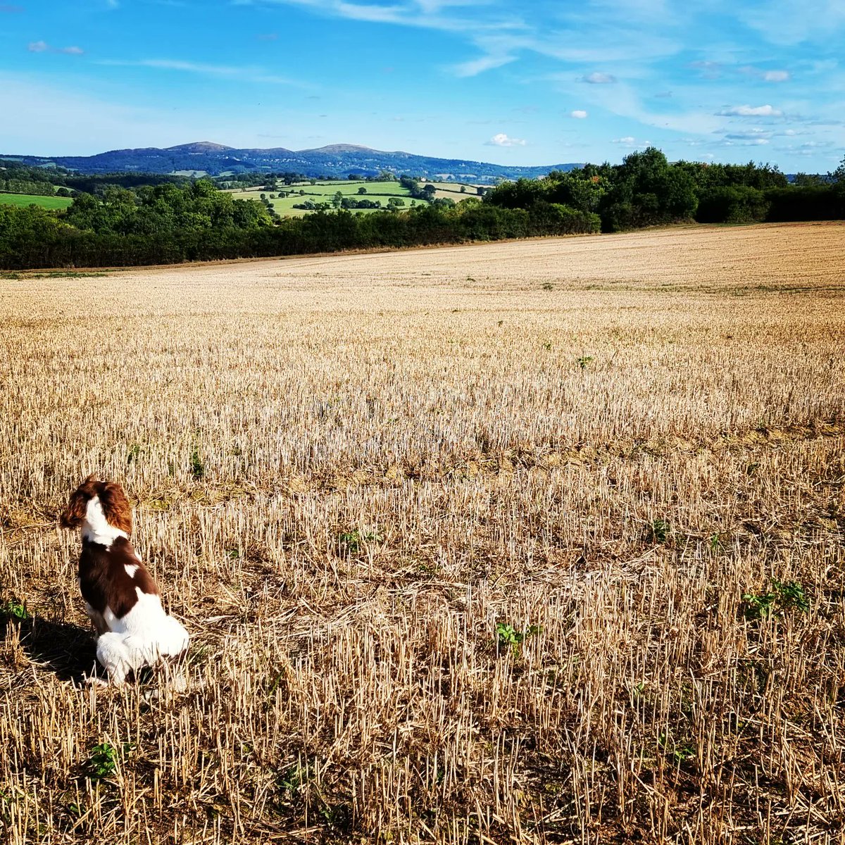 The best time out in beautiful surroundings today. #spanielpicoftheday
