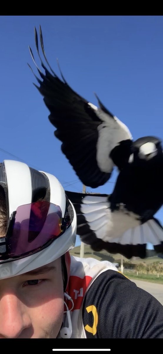 They just want to say hello  🤷‍♂️ 🦅 
Motivation to ride faster 🙃