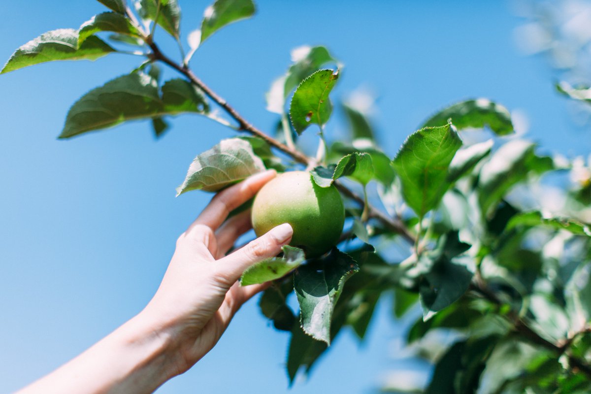 TWEPI's tweet photo. If you love to hand pick locally grown products, check out our Pick Your Own Guide at https://t.co/5tMXixqiwf. Use it to plan a fall adventure with the entire family #YQG #WEHeartLocal https://t.co/hYwC5YkdVo