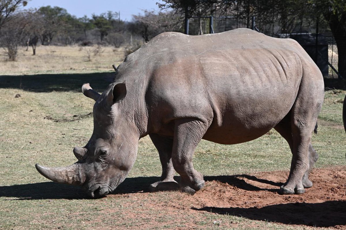 Rhino World tweet media