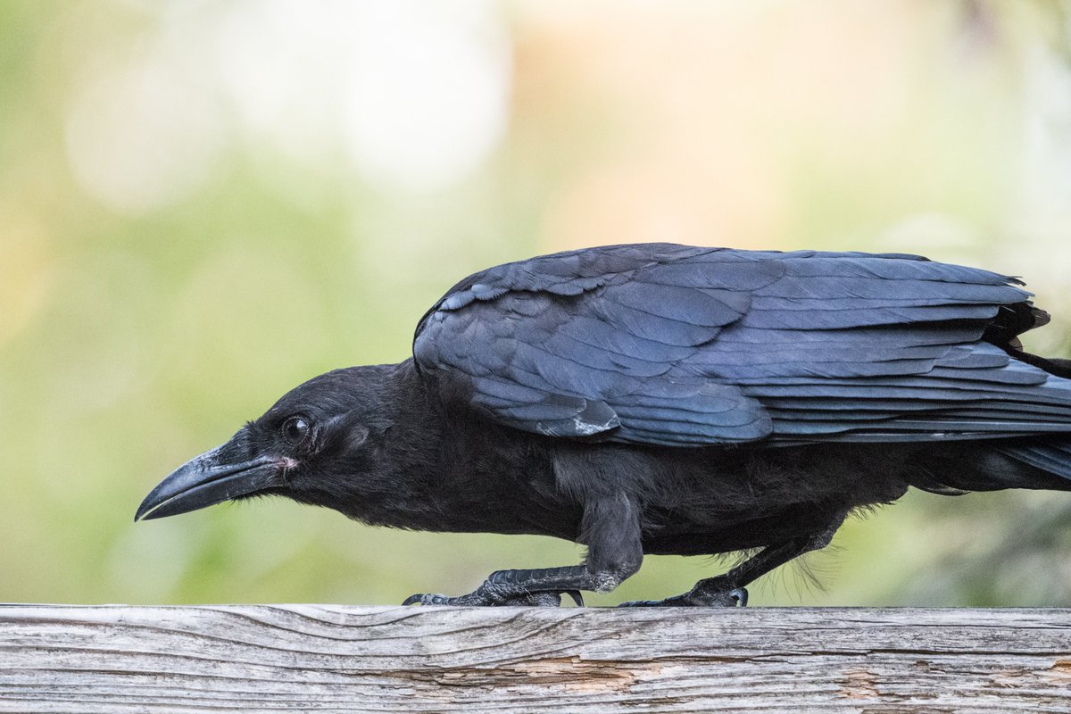 Curious crow #CorvidLove 🖤