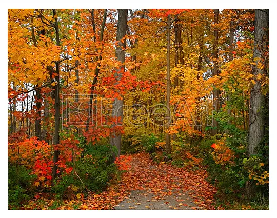 FreeArtDotCom's tweet photo. Our featured prints this week are the 10” x 10” I Love You to the Moon and Back  &amp; 11” x 14” Autumn Walkway both prints are FREE, with $2.99 S&amp;H each, until  September 24th.

https://t.co/RZiGYqWORz
https://t.co/4oFiiQpHZZ https://t.co/CD36H9QSUd