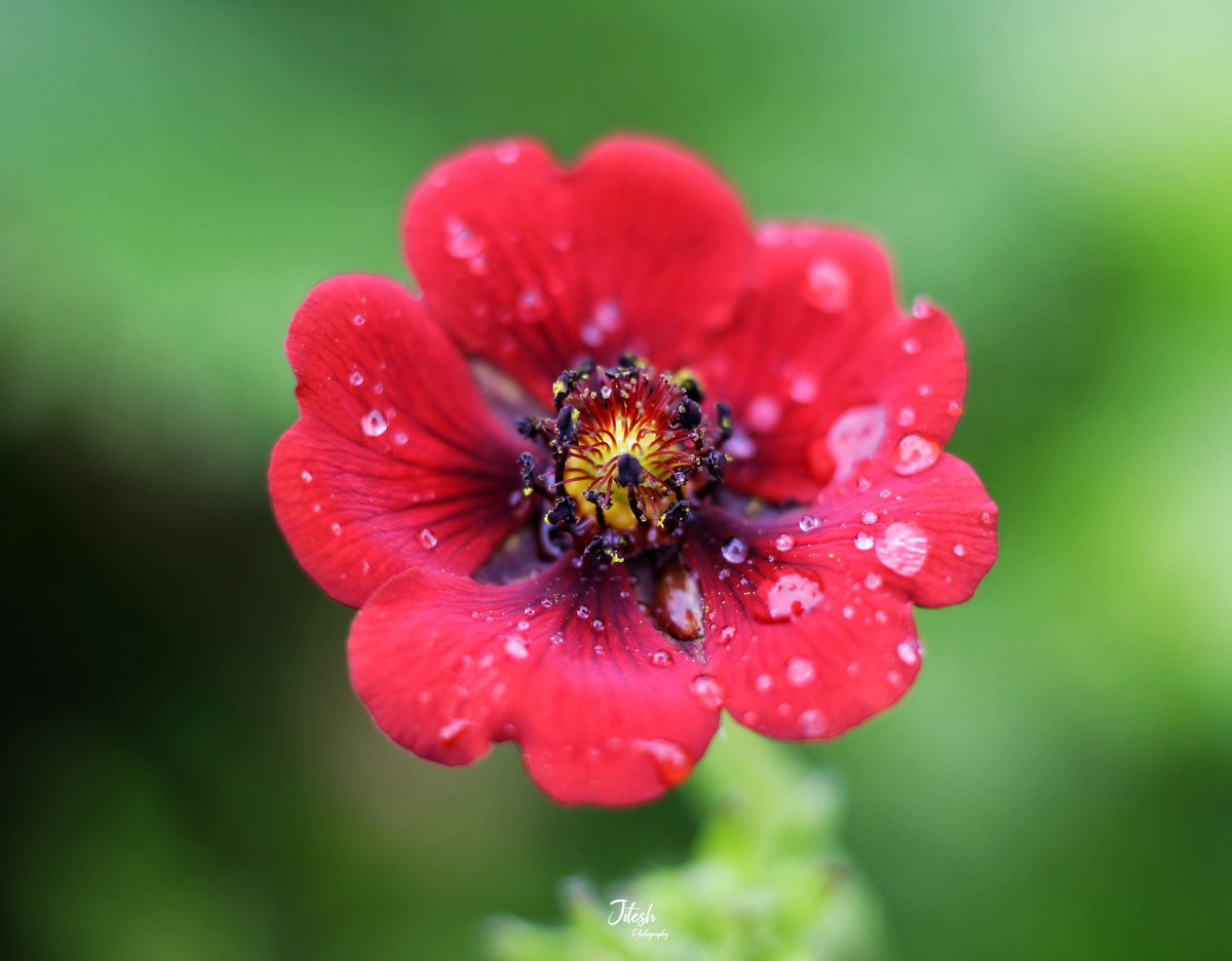 jitesh_bisht5's tweet photo. Vajradanti, Potentilla Flower๐ฟ๐ท
#Flower #uniqueflowers
#macromood #topmacro #rawflowers #rawallindia #rawmacro #canonindia_official #valleyofflowers #valleyofflowerstrek #valleyofflowersuttarakhand #luv4ourforests #luv4nature #uttrakhand_dairies https://t.co/H9T5Bj3BdZ