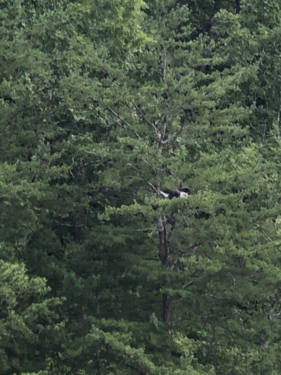 JeMari81's tweet photo. Out on the boat and see this beauty!  🦅 🇺🇸 https://t.co/QadyK3GVJZ