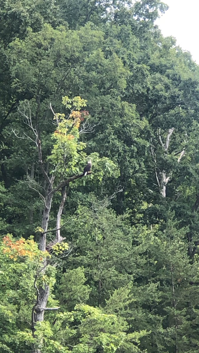 JeMari81's tweet photo. Out on the boat and see this beauty!  🦅 🇺🇸 https://t.co/QadyK3GVJZ