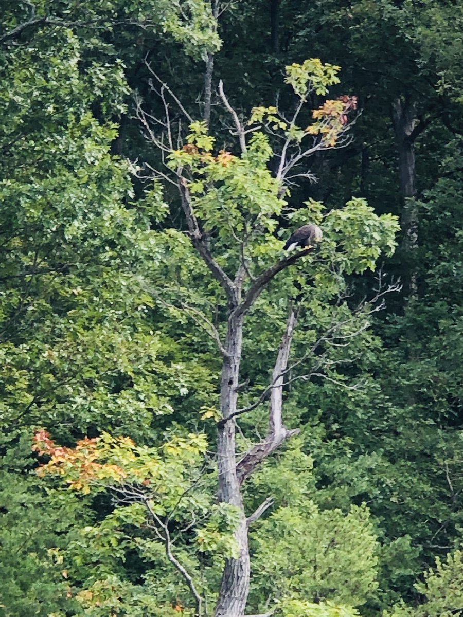 JeMari81's tweet photo. Out on the boat and see this beauty!  🦅 🇺🇸 https://t.co/QadyK3GVJZ