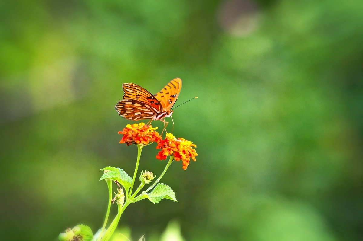 SparksCooks's tweet photo. Chilling out on a (still way too hot) Saturday afternoon with this Gulf Fritillary on Lantana.
#butterfly #Butterflies #nature #wildflowers #NaturePhotography #WildflowerPhotography #GFBWT #FNST #FloridaTrail #MaritimeForest https://t.co/5dcDWrHi05