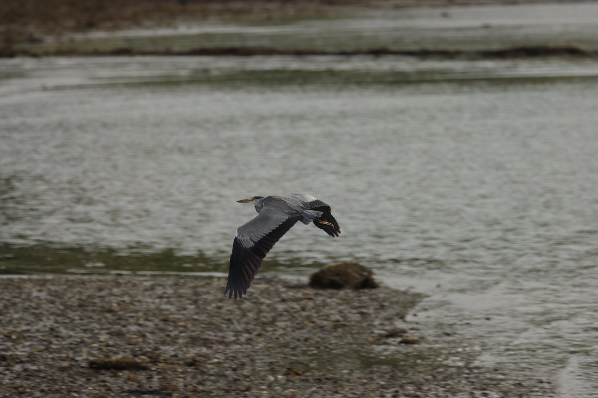 A few wildlife shots from this morning: 1; Harbour Porpoise (Adult) seen 1 larger ahead 2; Harbour Porpoise (Young?) 3; Black Guillemot 4; Grey Heron @RSPBScotland @Natures_Voice #photography #canon #canonuk #scotland #wildlife #naturelovers #nature #SeaLife #birdwatching