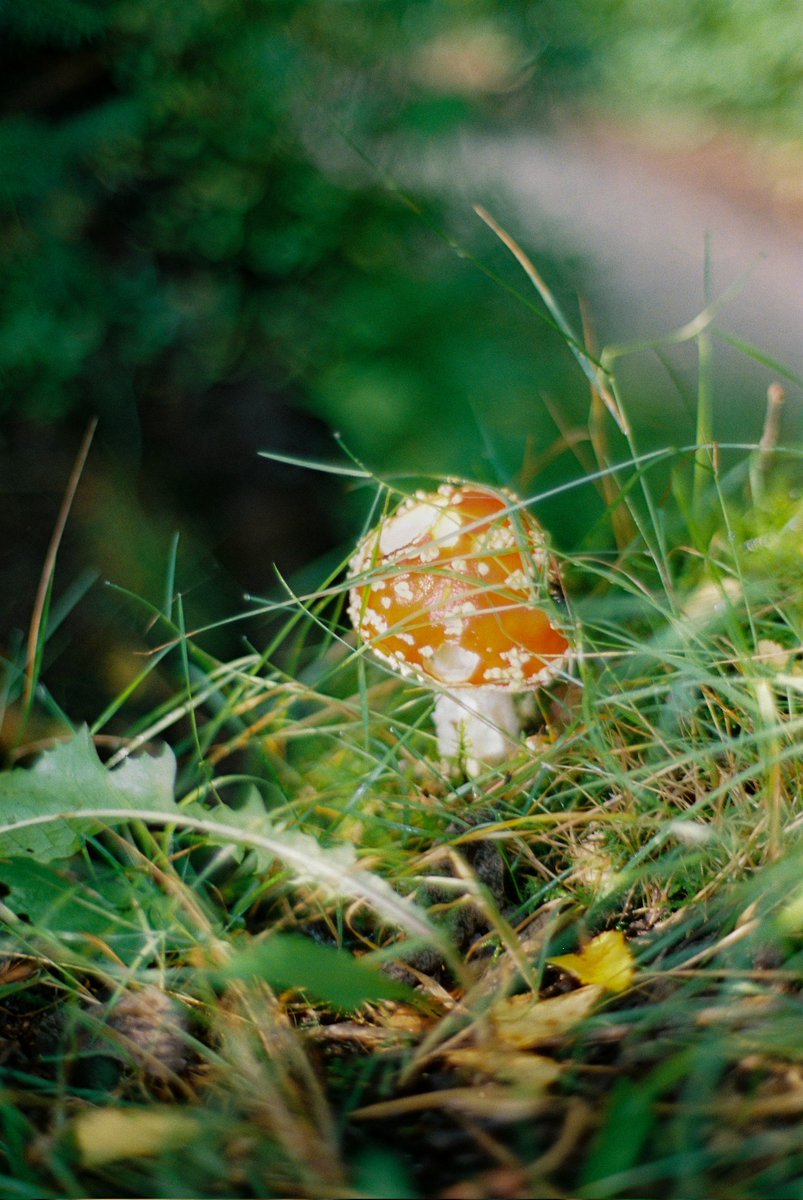 EdinAnalogue's tweet photo. Portra800 in the woods https://t.co/YtW1YvgwEs