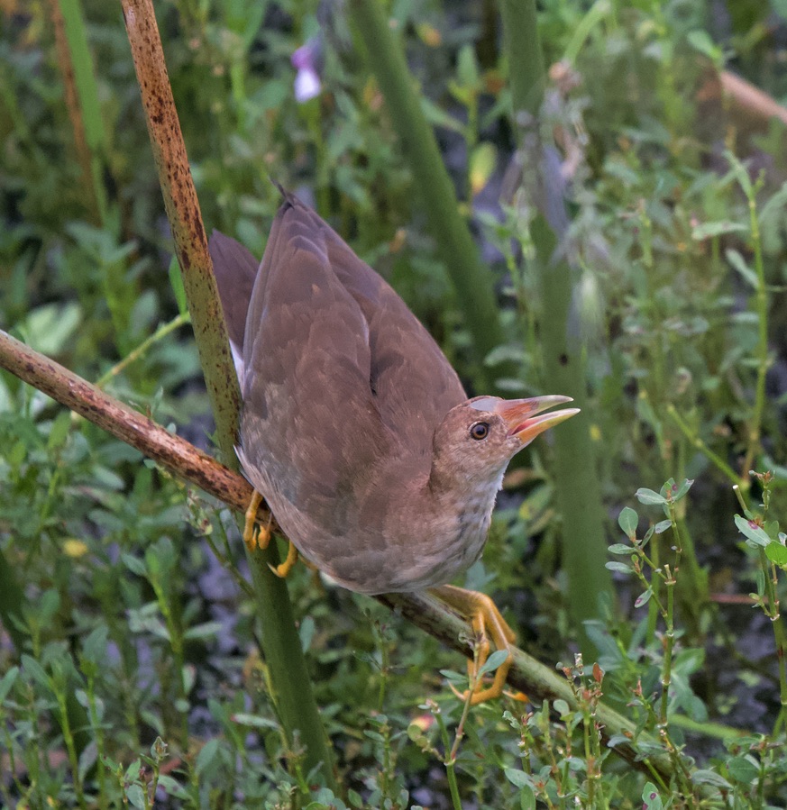 rocksatthestars's tweet photo. Really fun watching this juvenile purple galinulle trying to master balancing on a branch while dad makes it look  easy. The young one was squawking the whole time--like he was saying "I can't do it".  And dad squawked back--like he was saying "yes, you can!" #CeleryFields https://t.co/OWE8rpRxRg