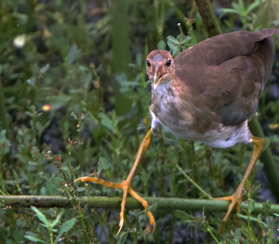 rocksatthestars's tweet photo. Really fun watching this juvenile purple galinulle trying to master balancing on a branch while dad makes it look  easy. The young one was squawking the whole time--like he was saying "I can't do it".  And dad squawked back--like he was saying "yes, you can!" #CeleryFields https://t.co/OWE8rpRxRg