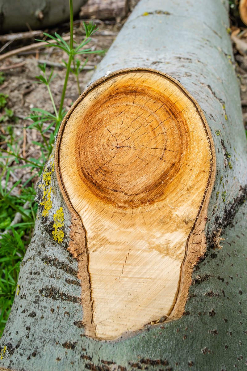 friedrich04's tweet photo. Sul tema della #deforestazione, il #ParlamentEuropeu ha votato a favore di un’ambiziosa proposta della #commissioneeueopea per impedire che nei paesi dell' #UE siano commercializzati prodotti ottenuti grazie al #taglioillegale degli #alberi https://t.co/lJtocrNf5L