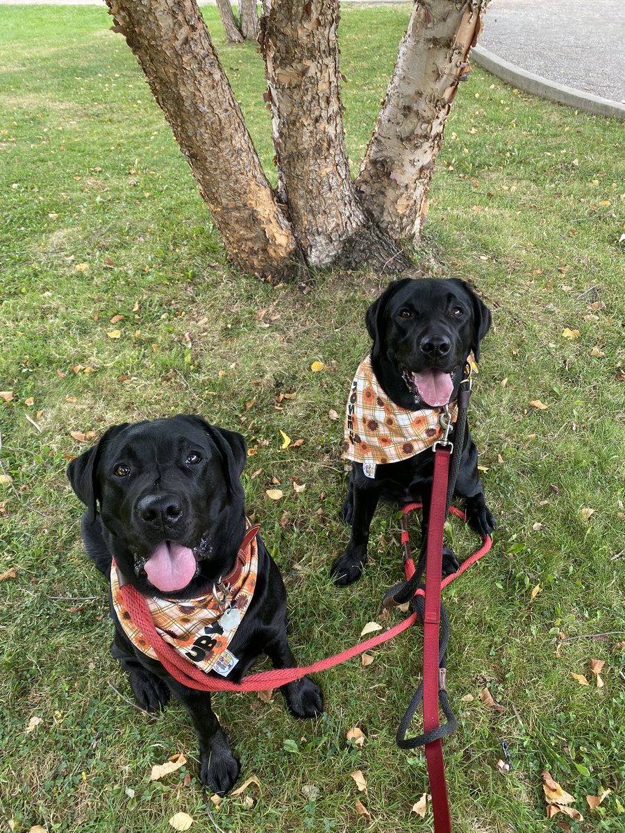HenryTheChocLab's tweet photo. Sisters on Saturday☀️ #dogsoftwitter #RubyAndRosie https://t.co/wfi31ppchU