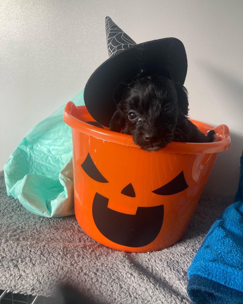 trayrad69's tweet photo. Last little pup left looking for his forever home f1b cavapoo https://t.co/E7f6oFia67