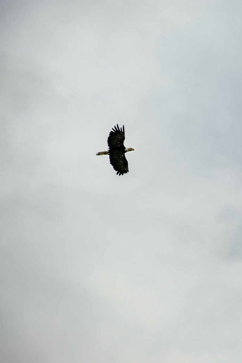 meatisburger's tweet photo. Eagle spotting over Eyak Lake. https://t.co/2GfxWOWUJV