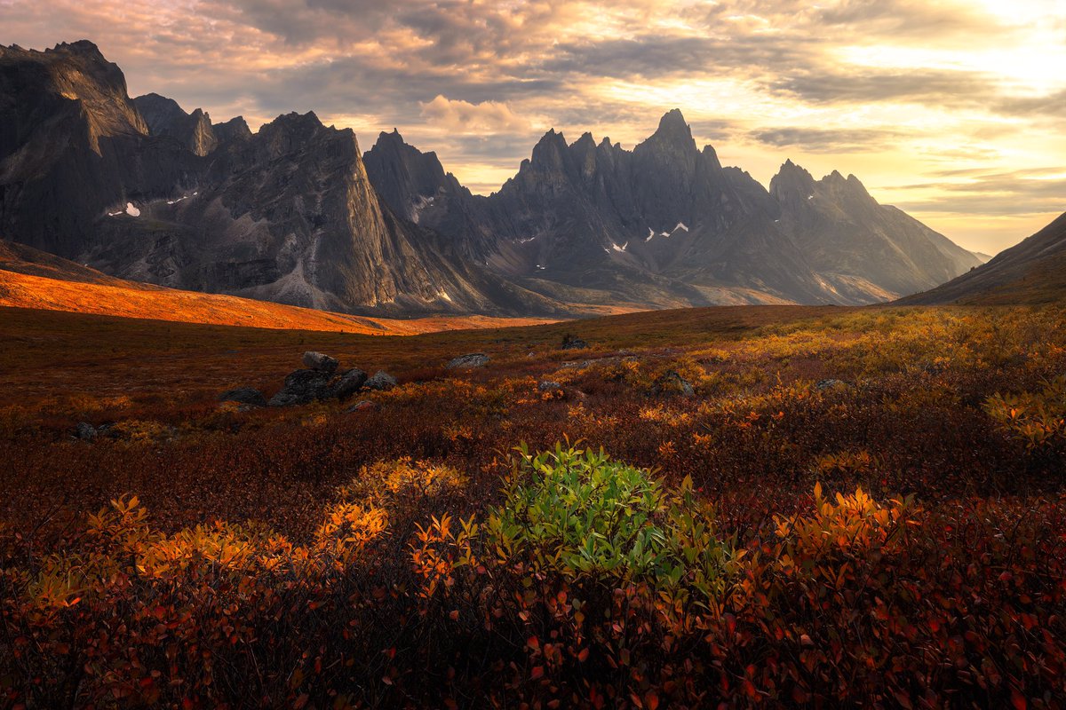 StephenBrkich's tweet photo. This small bush did not want to give in to the Yukon Fall..  Canon R5 with 15-35 f2.8 RFL
#canon
#CanonFavPic
#landscape https://t.co/QX9sww8Yk5