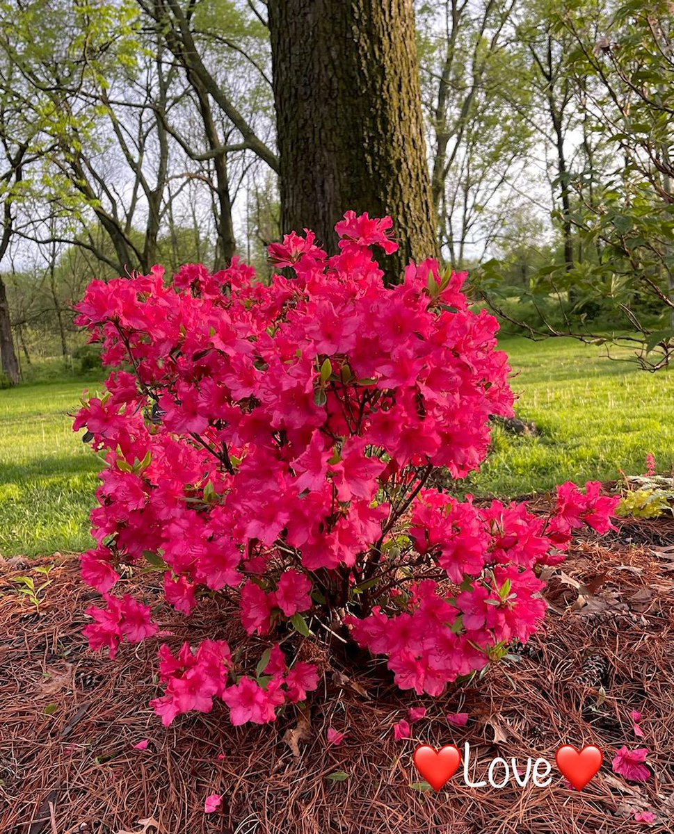 dugsir56's tweet photo. Good afternoon my dear friends. Here is some azaleas pictures from 04-13-22 in early spring
💜☮️🤟✌️ https://t.co/2QWovmyXYF