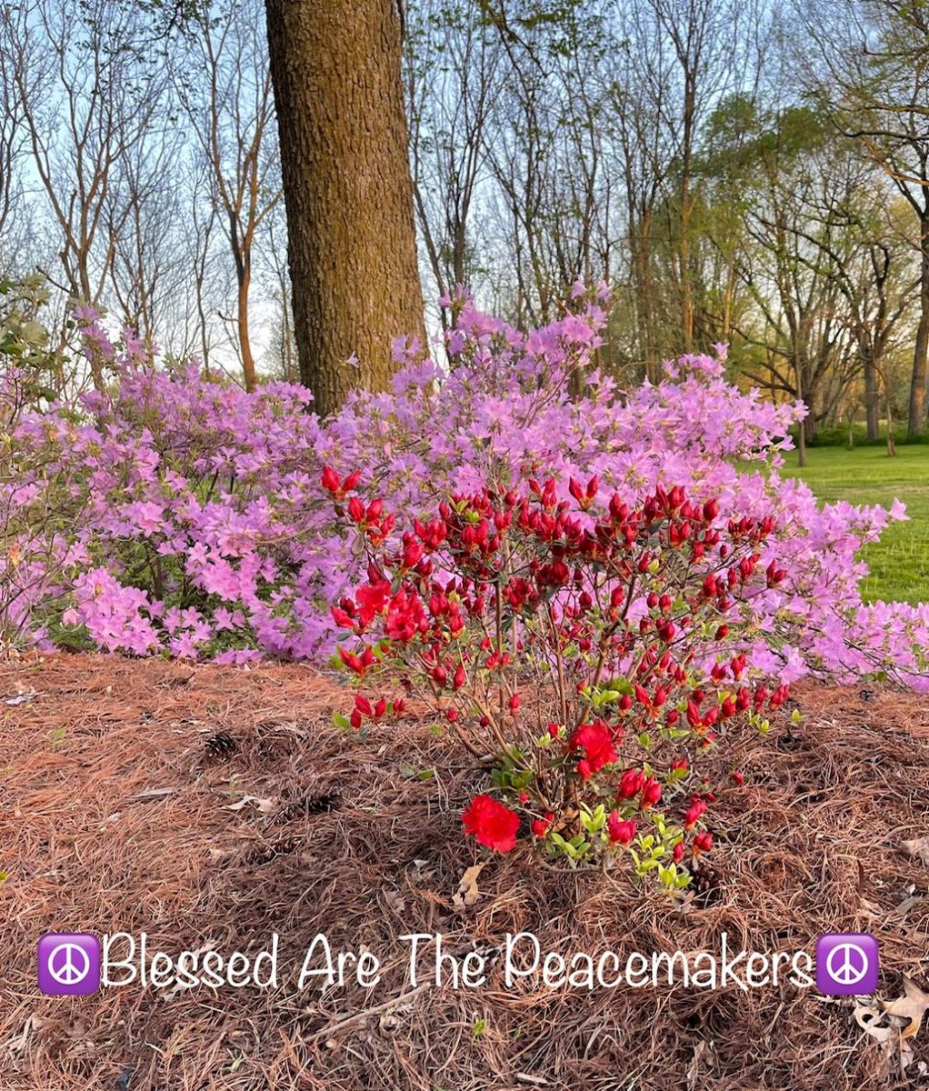 dugsir56's tweet photo. Good afternoon my dear friends. Here is some azaleas pictures from 04-13-22 in early spring
💜☮️🤟✌️ https://t.co/2QWovmyXYF