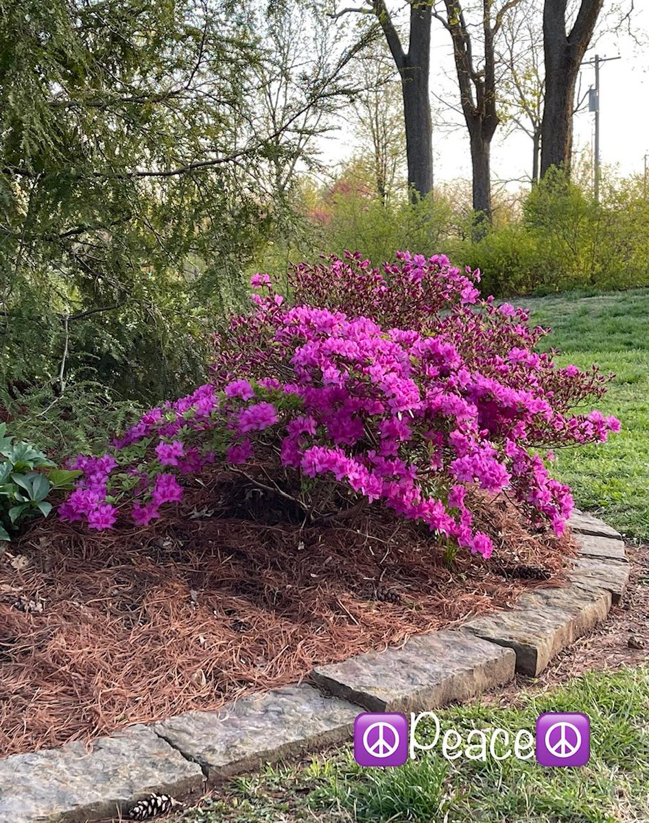 dugsir56's tweet photo. Good afternoon my dear friends. Here is some azaleas pictures from 04-13-22 in early spring
💜☮️🤟✌️ https://t.co/2QWovmyXYF