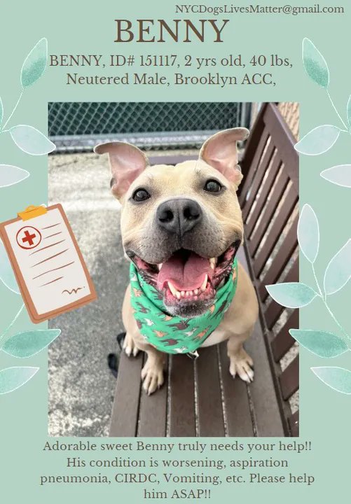 Benny🚑🤧🤒
#NYCACC #151117
🚑Pneumonia Critical🚑
Adorable 2yr old #Adopted in August returned because he is ill
m.facebook.com/NYCDogsLivesma…
Social & very friendly
Need a NE #Foster 2 offer TLC, give meds, pamper & just love this wonderful boy
Prognosis Fair
#RT #Pledge